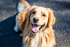 Pedigree Adult Dry Dog Food, Chicken & Vegetables, 20 kg, Contains 37 Essential Nutrients, 100% Complete & Balanced Food for Adult Dogs